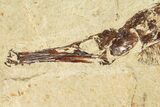 Rare Pipefish (Hipposyngnathus) Fossil - California #275003-2